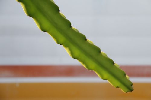 dragon fruit plant nature