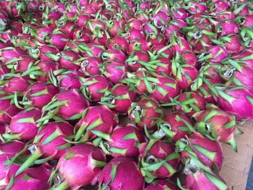 dragon fruit fruit fresh