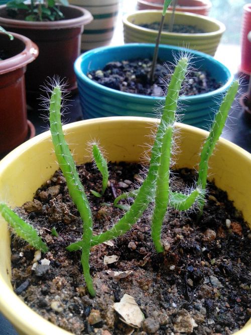 dragon fruit cactus growing up