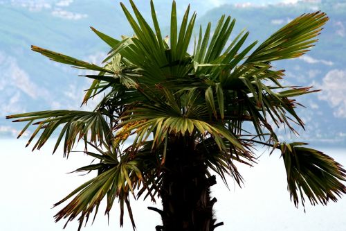 dragon palm palm plant