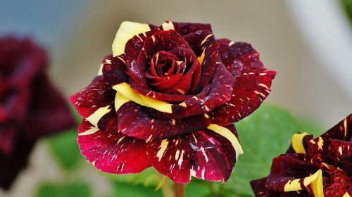 dragon rose dark red tehran
