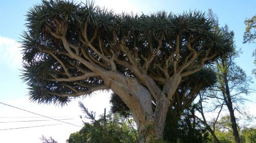 dragon tree madeira portugal