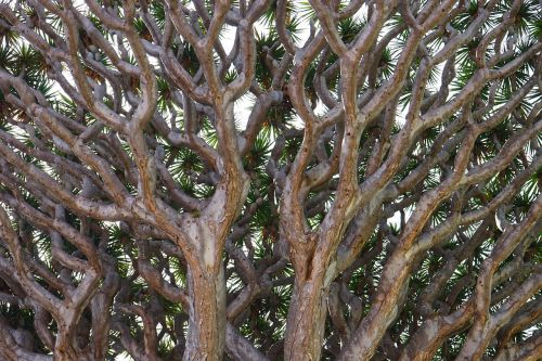 dragon tree branches canary island dragon tree