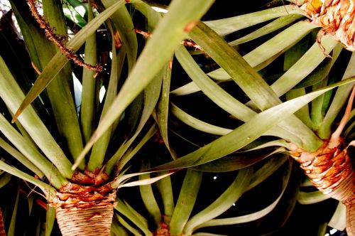 Dragon Tree Closeup