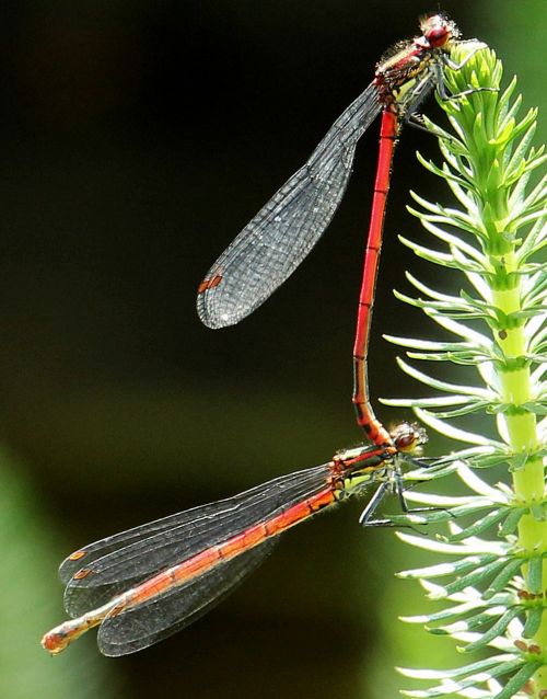 dragonflies dragonflies mating pairing