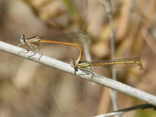 dragonflies reproduction copulation