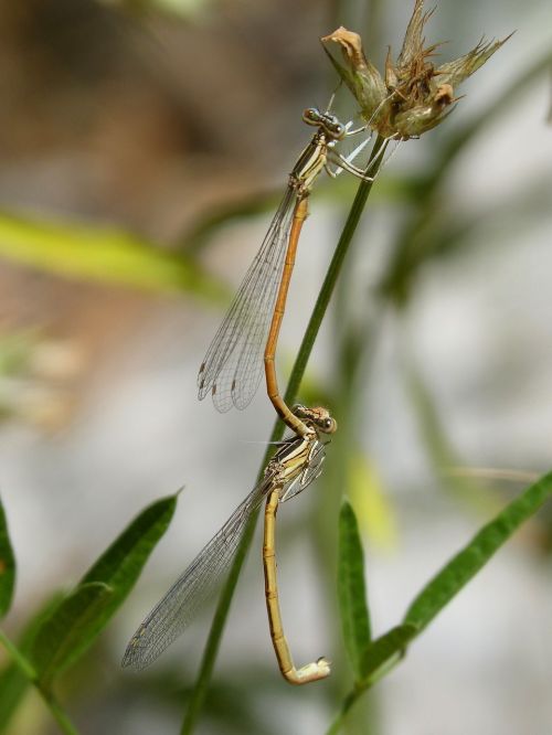 dragonflies reproduction copulation