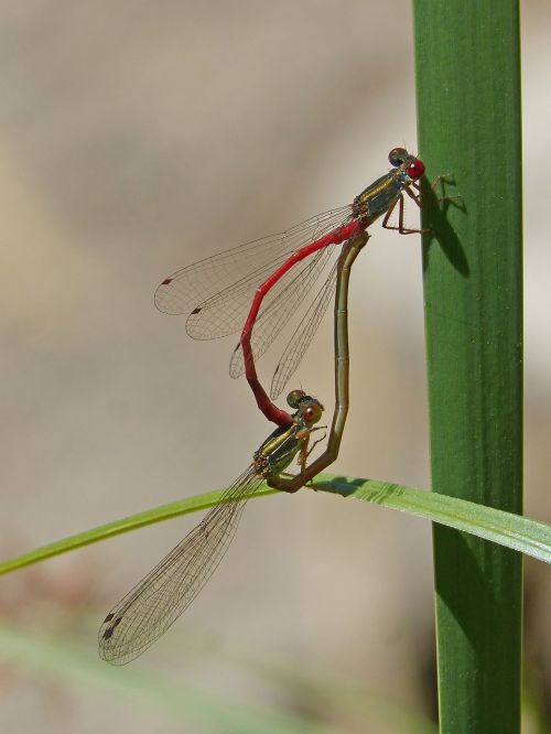 dragonflies couple copulation