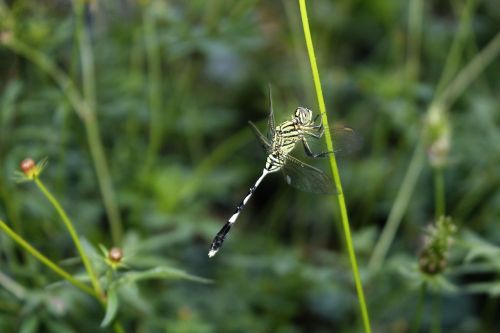 dragonflies insect animal