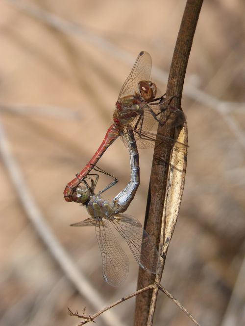 dragonflies couple copulation