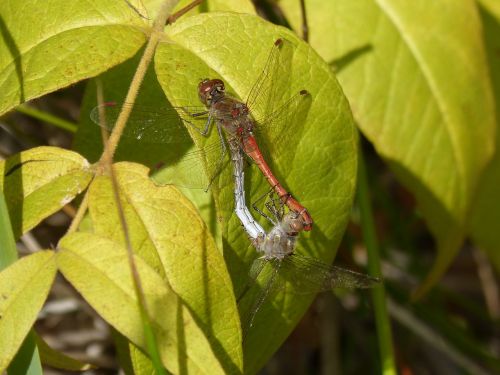 dragonflies couple copulation
