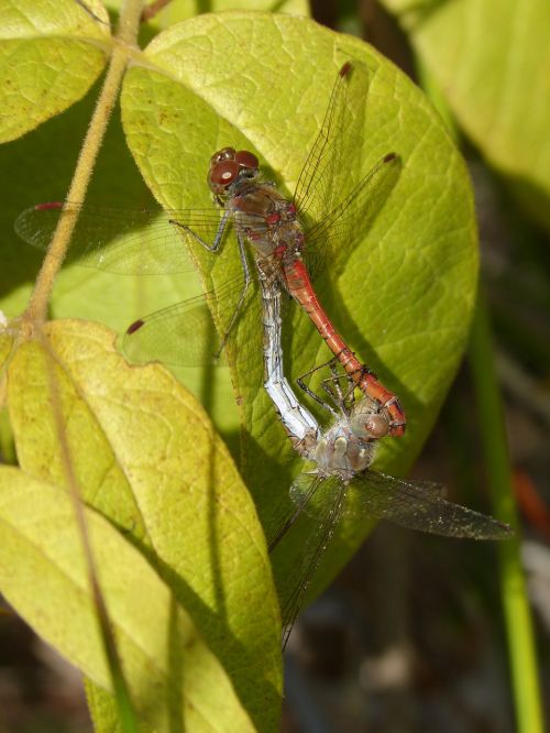 dragonflies couple copulation