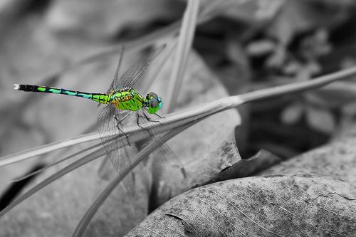 dragonflies natural insects