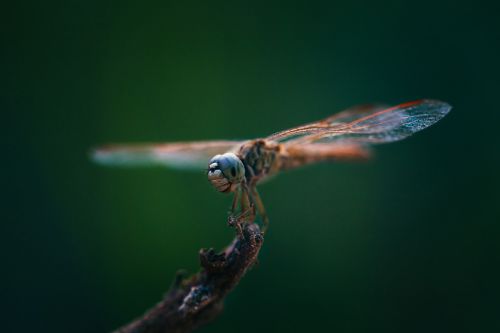 dragonflies insects close-up