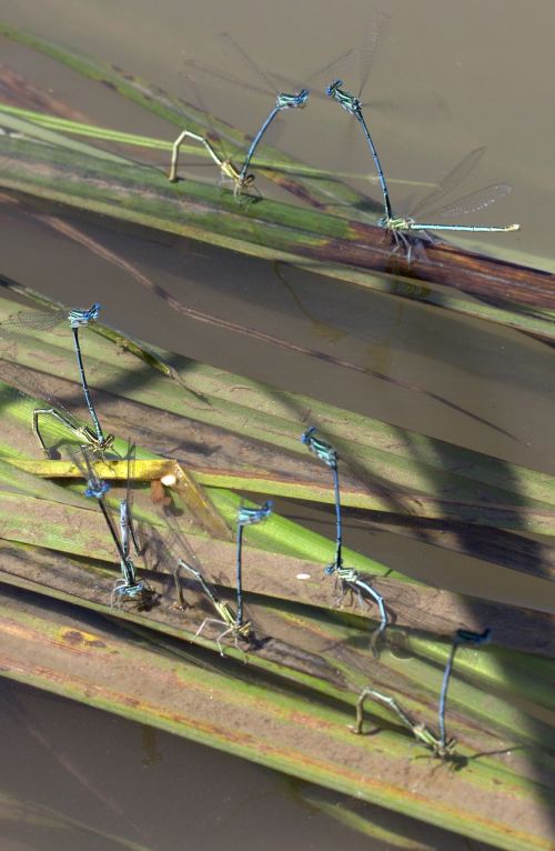 dragonflies mating water
