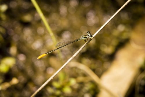 dragonflies natural vietnam