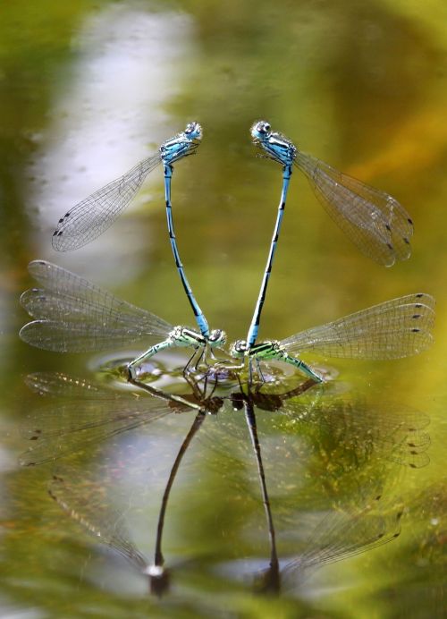 dragonflies macro nature