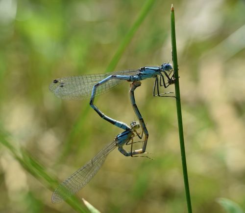 dragonflies pairing macro