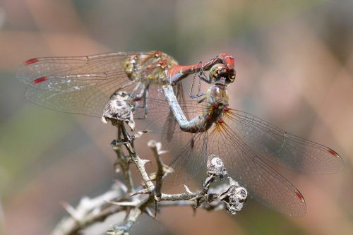 dragonflies reproduction copulation