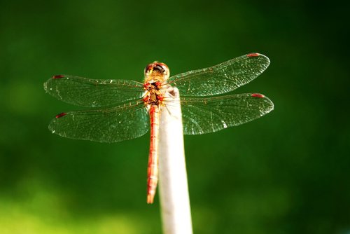 dragonflies  insect  rest