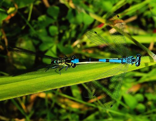 dragonflies pairing couple