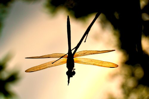 dragonflies  andarinyo  indonesia