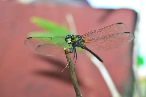 dragonflies  andarinyo  indonesia