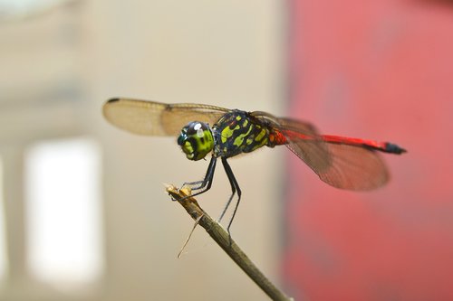 dragonflies  andarinyo  indonesia