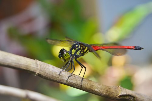 dragonflies  andarinyo  indonesia