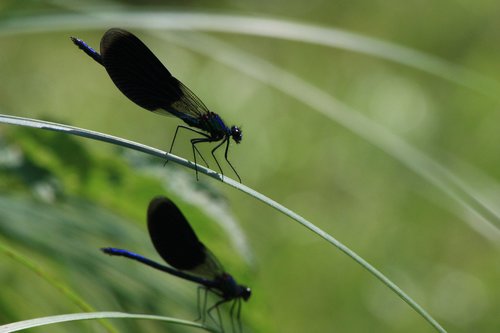 dragonflies  grass  summer