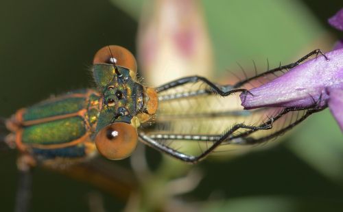 dragonflies lestes sponsa