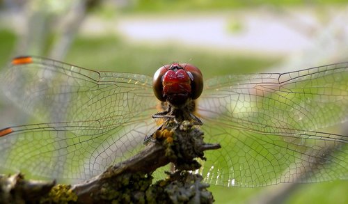 dragonflies różnoskrzydłe  insect  nature