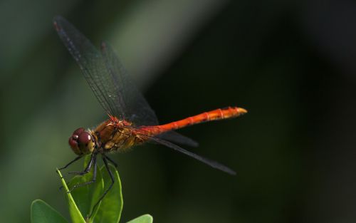 dragonfly macro red