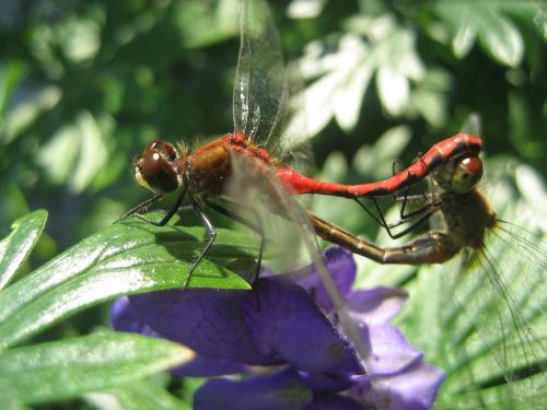 dragonfly insect red