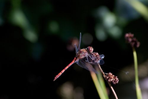 dragonfly dwarf bulrush nature
