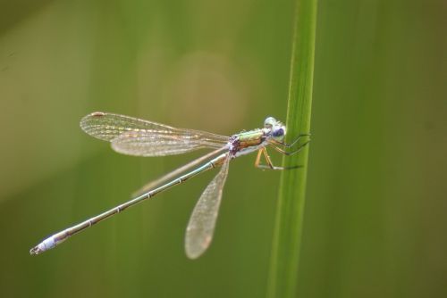 dragonfly moor summer