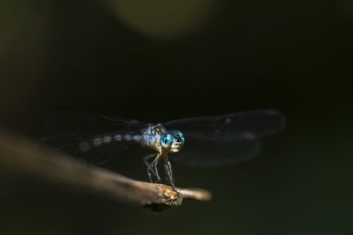 dragonfly macro insect