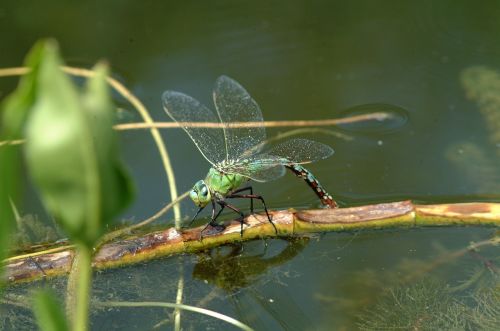 dragonfly nature insect