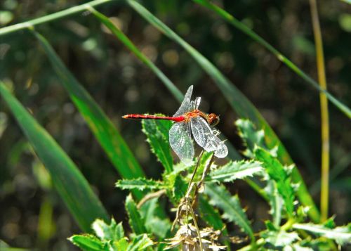 dragonfly red insect