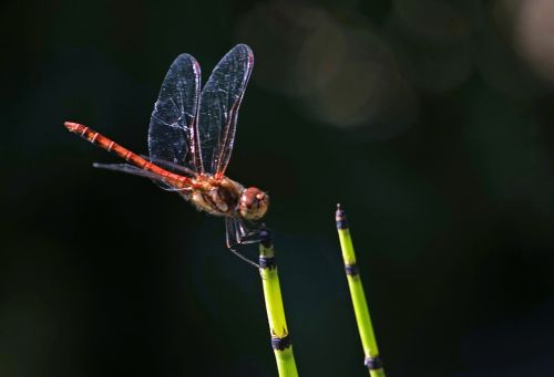 dragonfly halm insect
