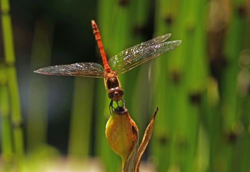 dragonfly halm insect