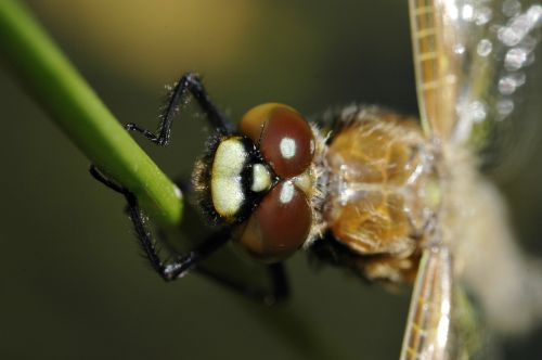 dragonfly hatch after macro