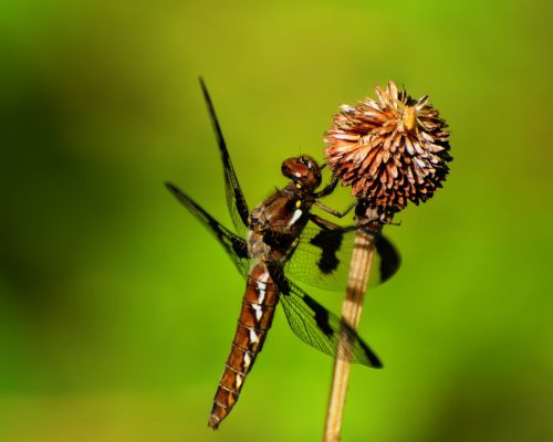 dragonfly insect wings