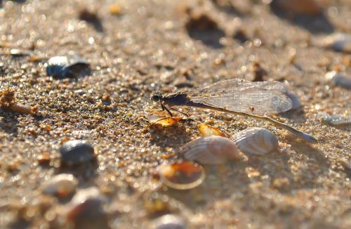 dragonfly insect macro