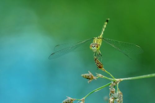 dragonfly insect macro