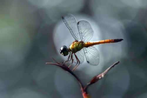 dragonfly insect macro