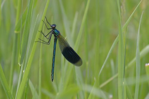 dragonfly herb green