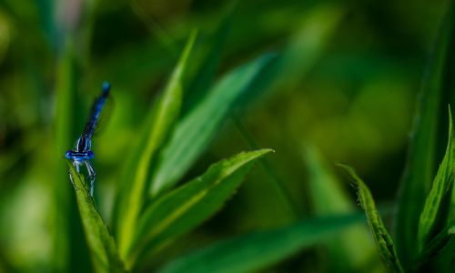 dragonfly blue insect