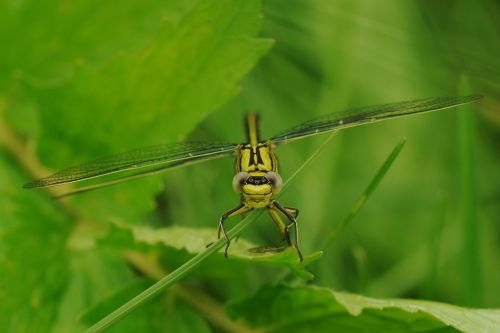 dragonfly insect animal