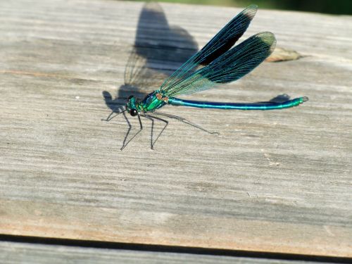 dragonfly wing blue